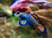 220px-Synchiropus_splendidus_2_Luc_Viatour